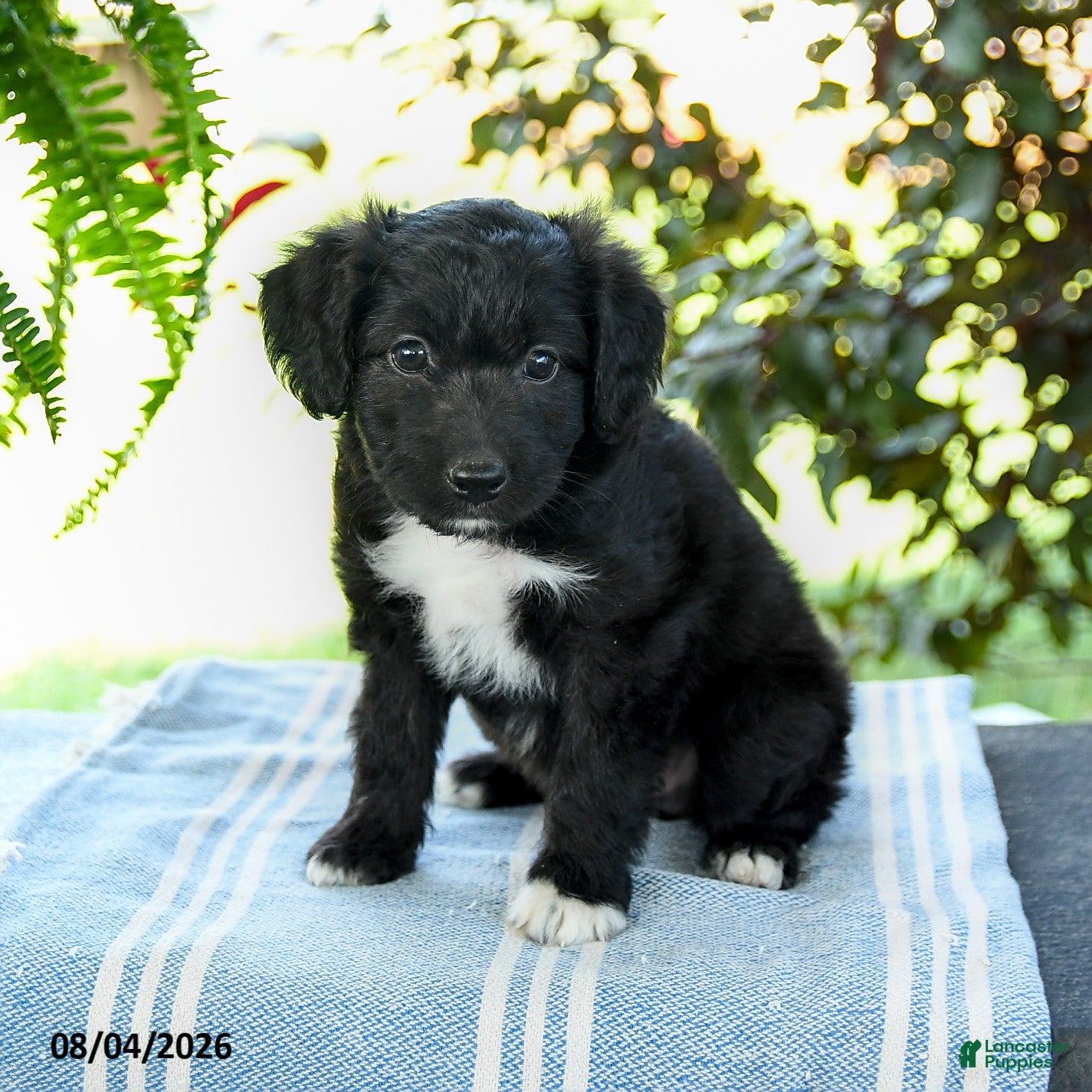 Aussiedoodle dogs Mellody - Ad 2