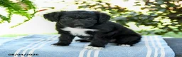 Aussiedoodle dogs for sale: Mellody - Ad 2