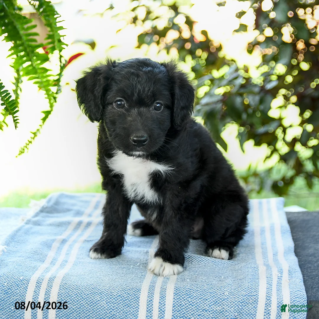Aussiedoodle dogs for sale: Mellody - Ad 2