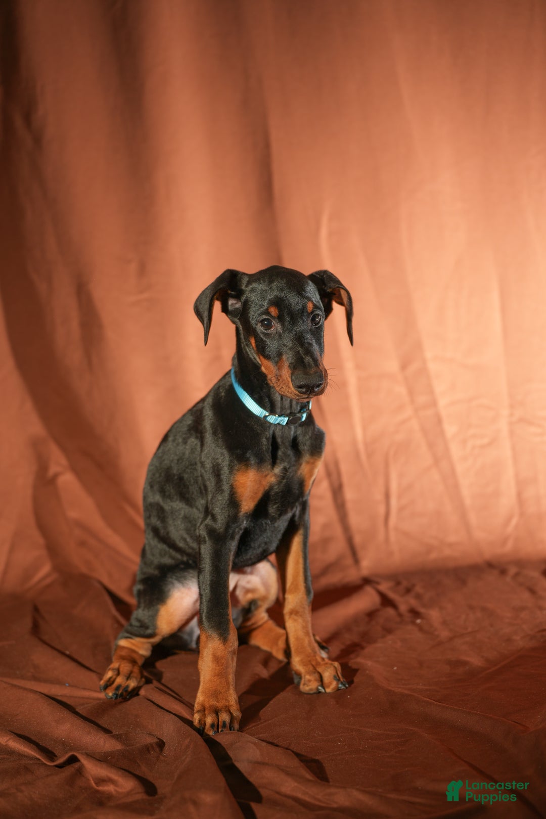 Doberman Pinscher dogs for sale: Blue - Ad 4