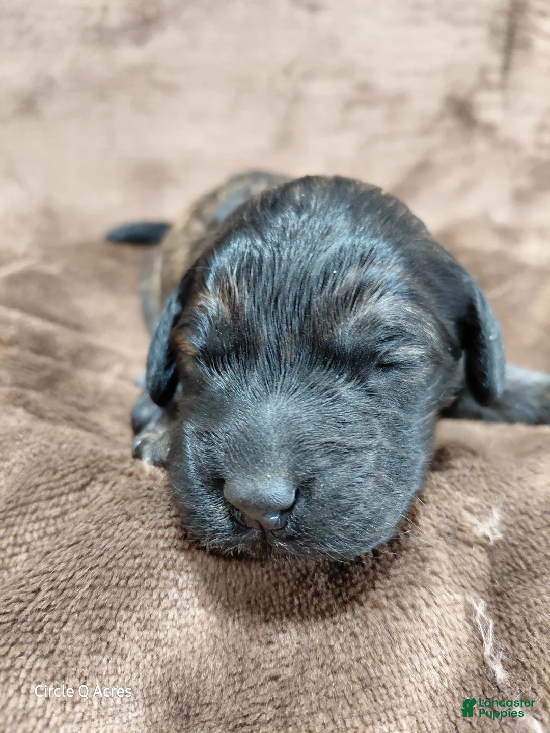 Mini Goldendoodle dogs for sale: Deacon  - Ad 2
