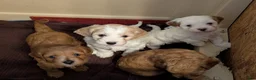 Cavapoo dogs for sale: Dug - Ad 4