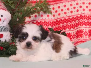 Teddy Bear dogs Xally - Ad 41