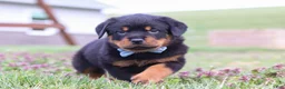 Rottweiler dogs for sale: Roscoe - Ad 7