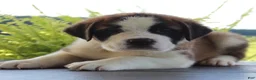 Saint Bernard dogs for sale: Missy - AKC Champion Bloodlines - Ad 10