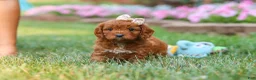 Cavapoo dogs for sale: Ellie - Ad 3
