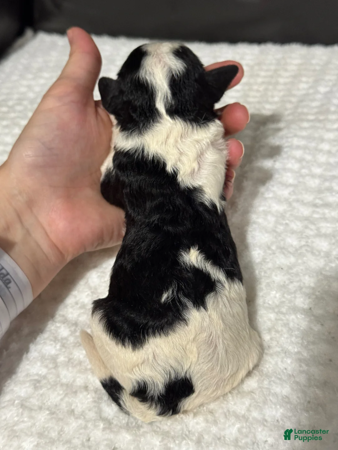 Cavapoo dogs for sale: Mawgli - Ad 4