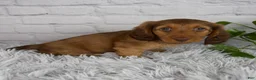 Miniature Dachshund dogs for sale: Cami - Ad 6