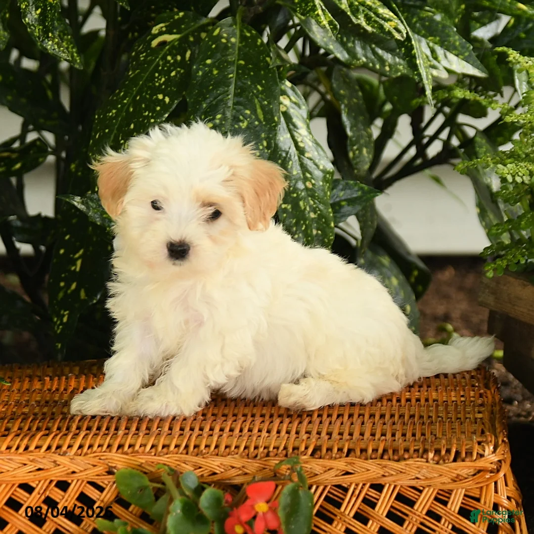 Maltipoo dogs for sale: Phebe - Ad 1
