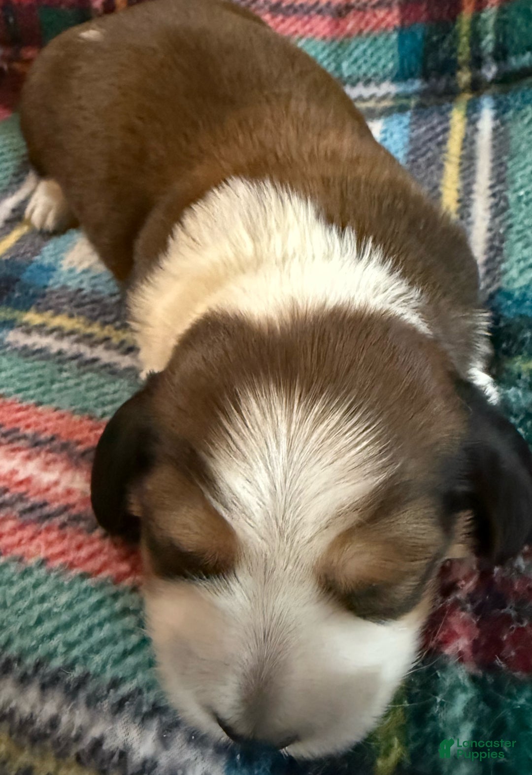 Dachshund dogs for sale: Dachshund Puppy 1 - Ad 4