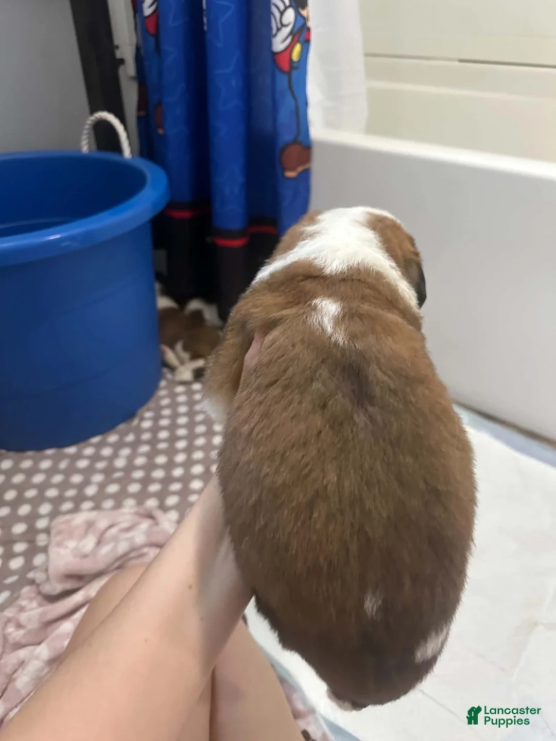 Saint Bernard dogs for sale: Bowser  - Ad 2