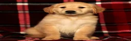 Golden Retriever dogs for sale: Teddy - Ad 5