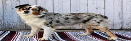 Australian Shepherd dogs for sale: Carson - Ad 9