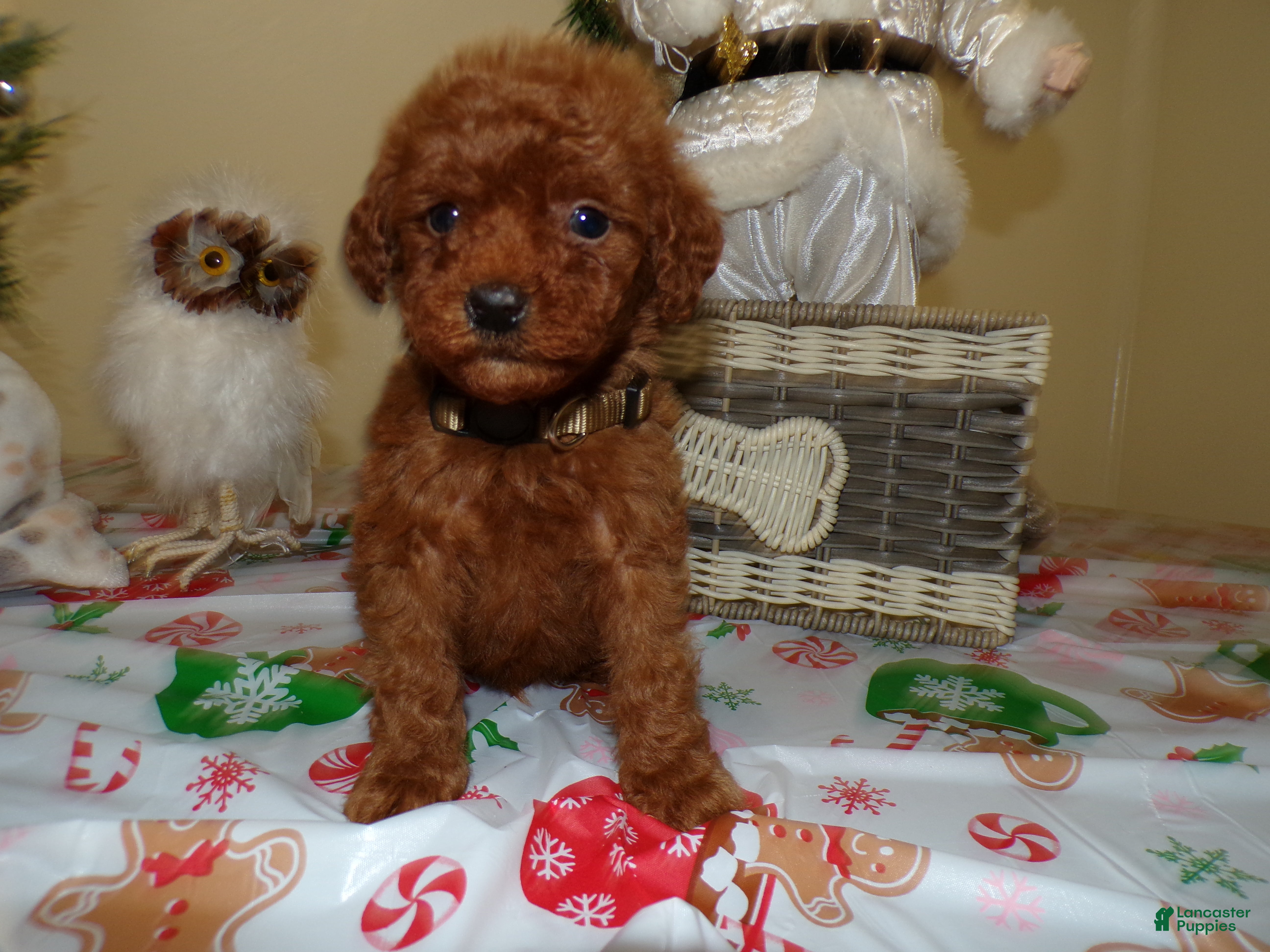 Miniature Poodle dogs Miniature Poodle Puppy 7 Cookie - Ad 31