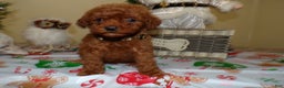 Miniature Poodle dogs for sale: Miniature Poodle Puppy 7 Cookie - Ad 1