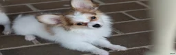 Papillon dogs for sale: Nerf - Ad 3
