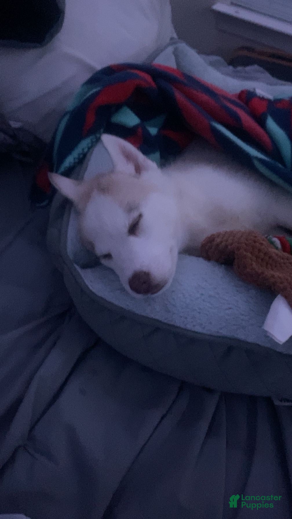 Siberian Husky dogs Dakota  - Ad 14