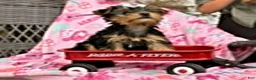 Yorkshire Terrier dogs for sale: Jeremy - Ad 7