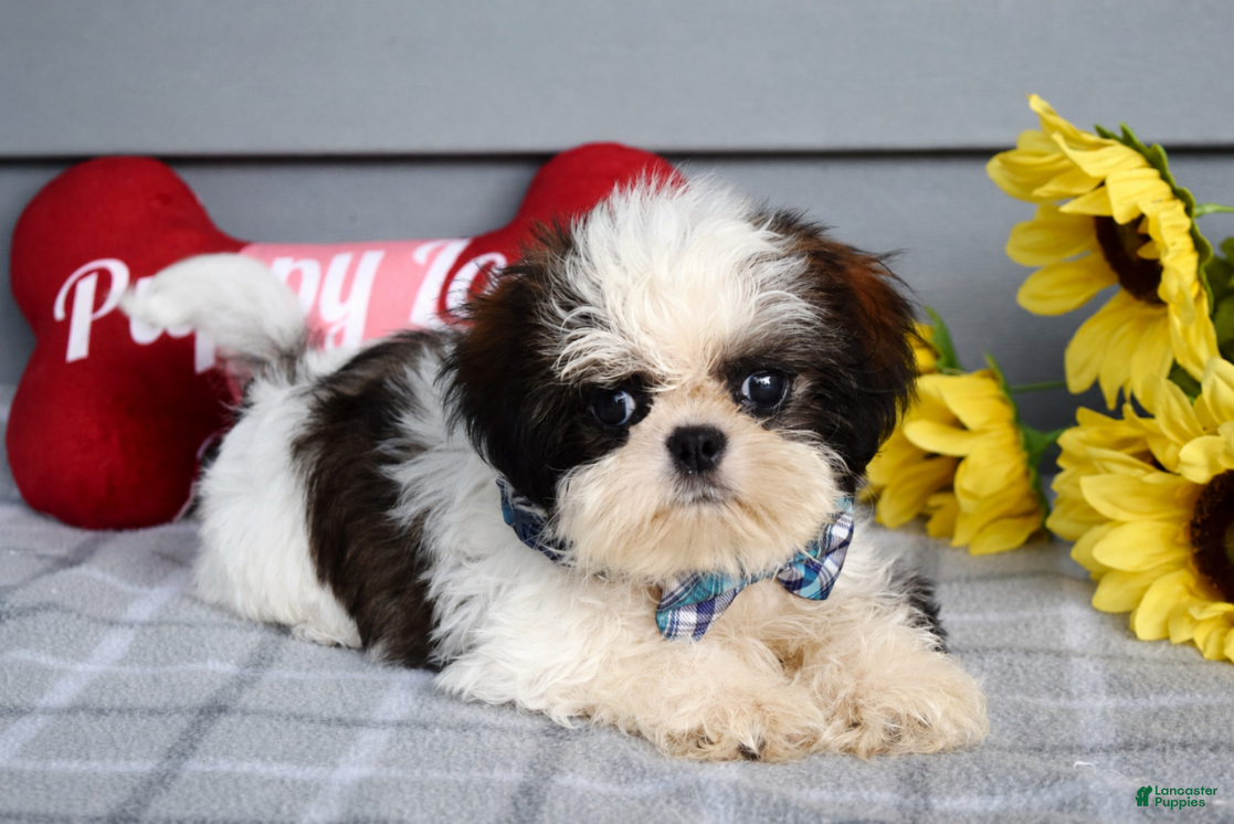 Shih Tzu dogs Cleo - Ad 2