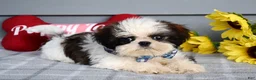 Shih Tzu dogs for sale: Cleo - Ad 2