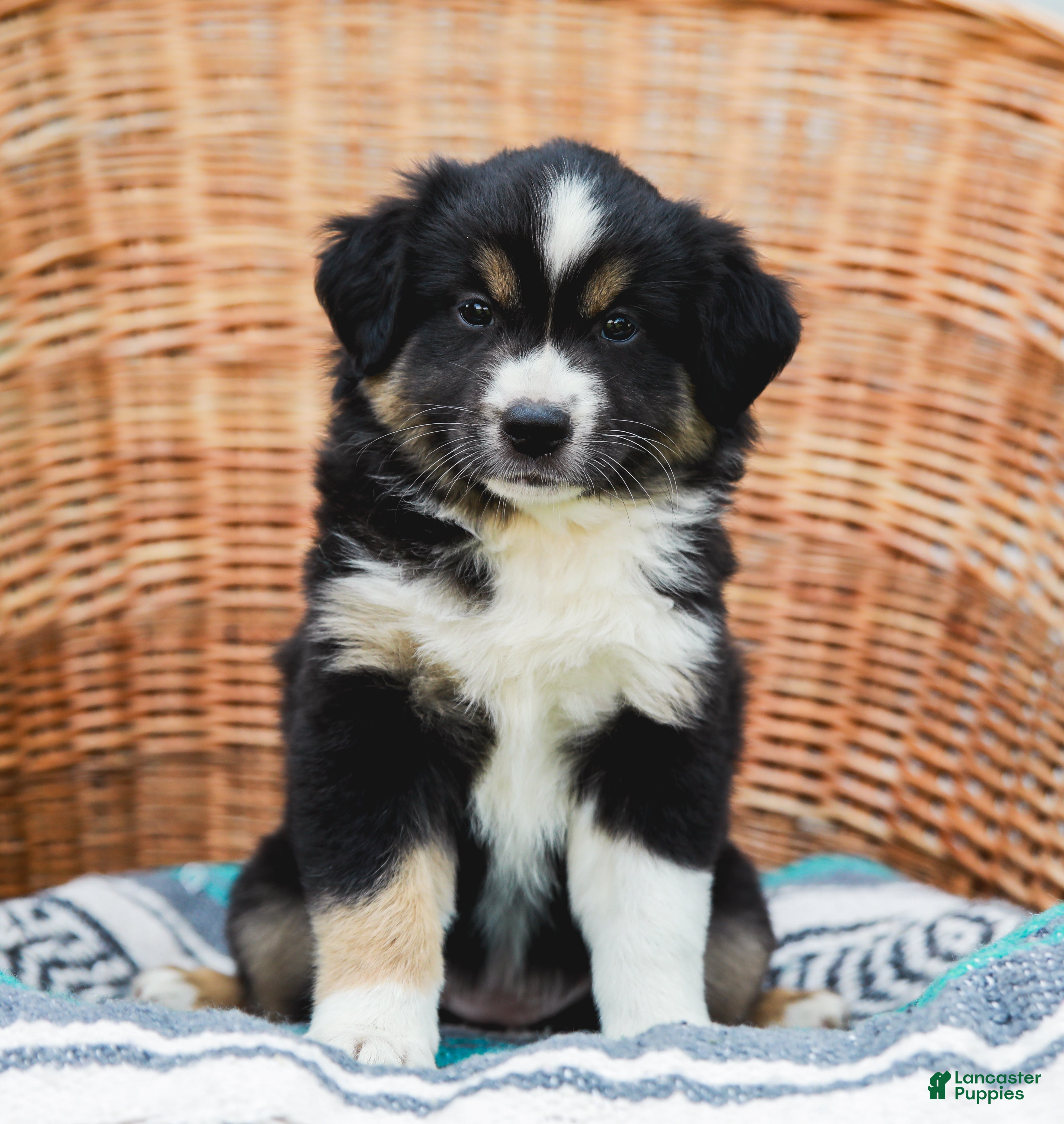 Miniature Australian Shepherd dogs Winnie - Ad 1