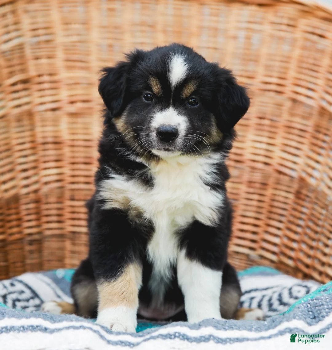 Miniature Australian Shepherd dogs for sale: Winnie - Ad 1