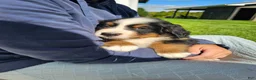 Bernese Mountain Dog dogs for sale: Ty - Ad 4