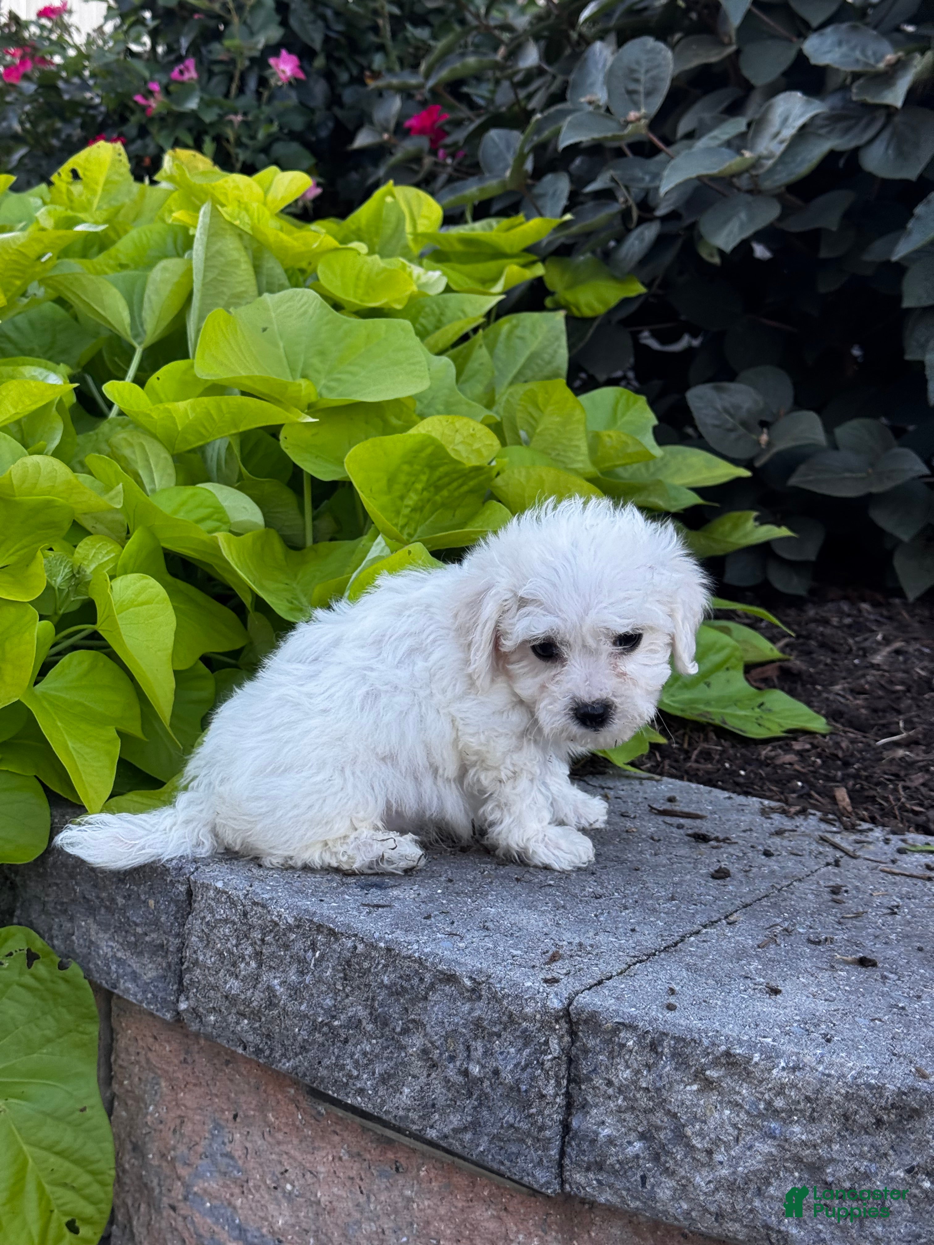 Buddy (Bichon Frise, Male) in Seneca Falls, NY