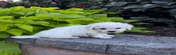 Bichon Frise dogs for sale: Buddy  - Ad 1