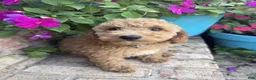 Miniature Labradoodle dogs for sale: Charlie - Ad 7