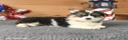 Welsh Corgi Pembroke dogs for sale: Betsy Ross - Ad 3