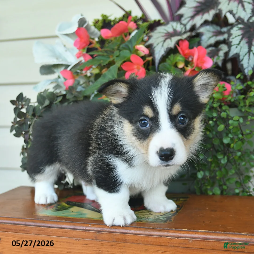 Welsh Corgi Pembroke dogs for sale: Arnold  - Ad 2