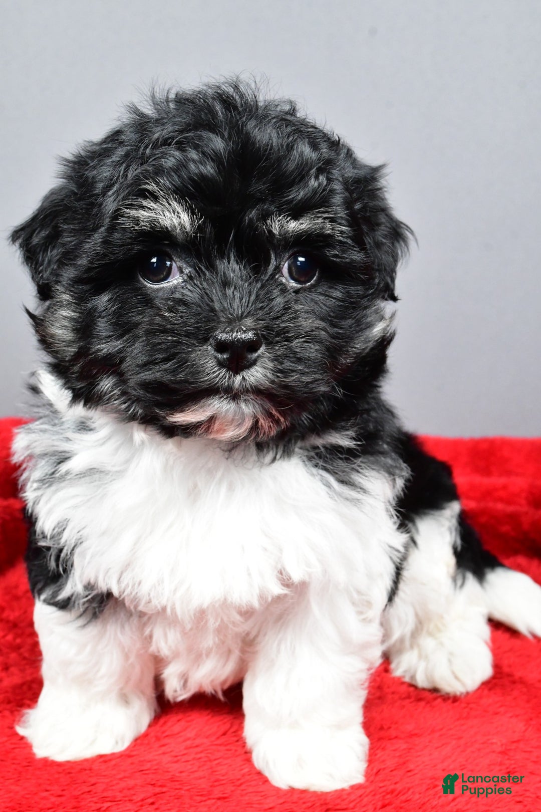 Bichpoo dogs for sale: finn - Ad 6