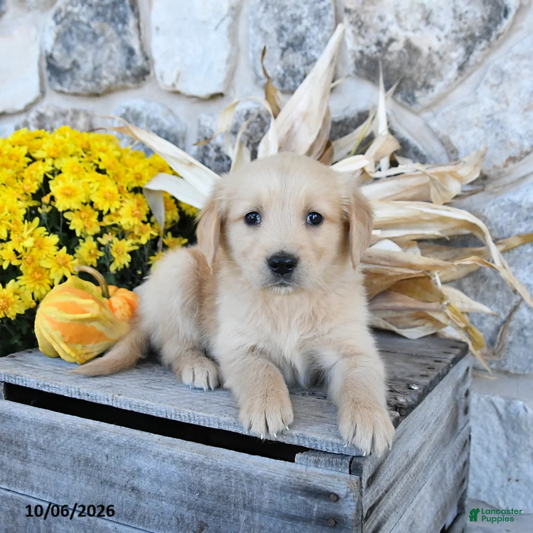 Golden Retriever dogs for sale: Dixie - Ad 2