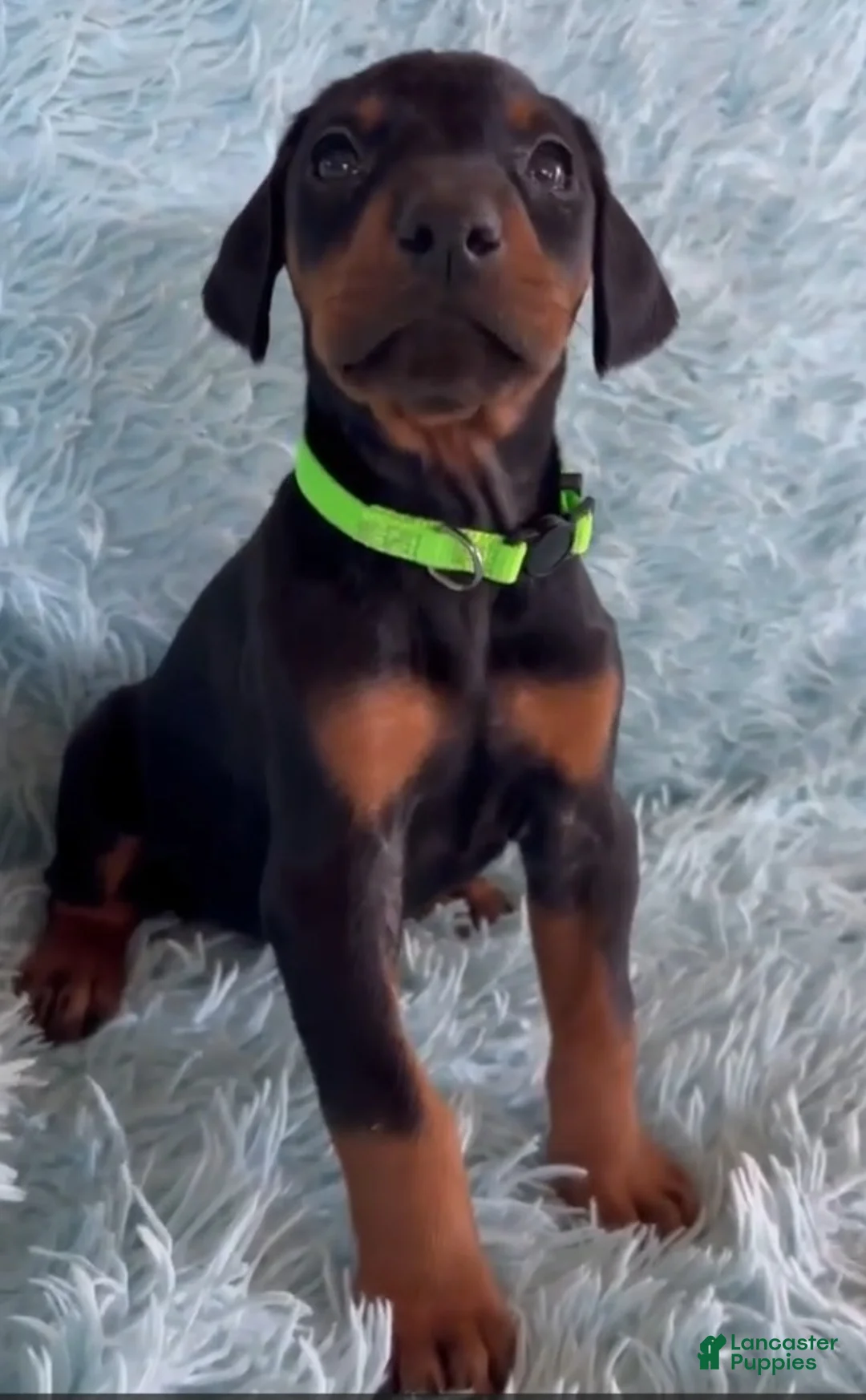 Doberman Pinscher dogs for sale: Doberman Pinscher 4 - Ad 2