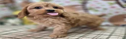 Cavapoo dogs for sale: Slate - Ad 4