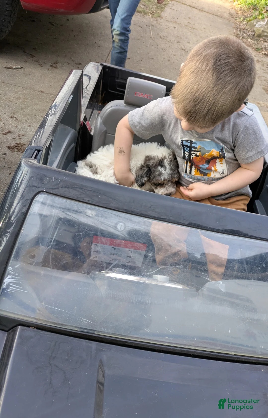 Miniature Poodle dogs for sale: Thelma - Ad 2