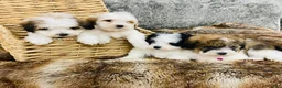 Mixed Breed dogs for sale: Chanel-SPRING BREAK SALE - Ad 10