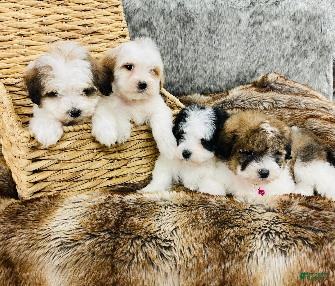 Mixed Breed dogs for sale: Chanel-SPRING BREAK SALE - Ad 10