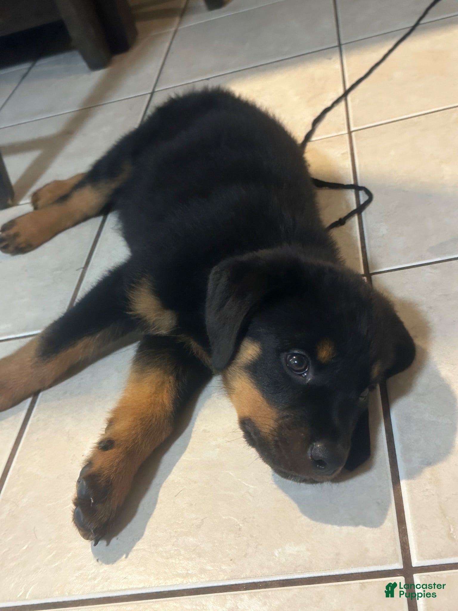Rottweiler dogs Rottweiler Puppy 5 - Ad 1