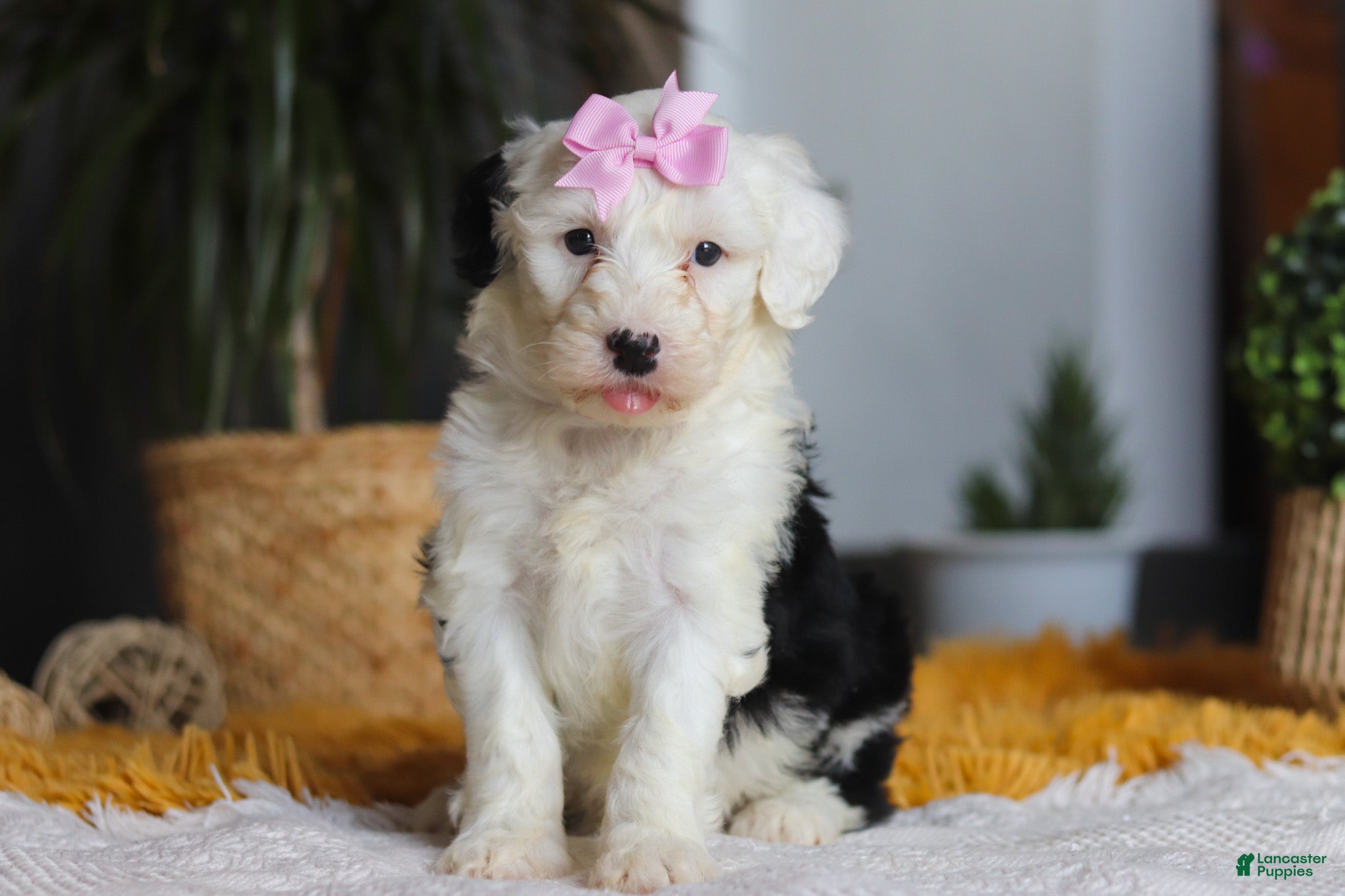 Sheepadoodle dogs Carrot - Ad 1