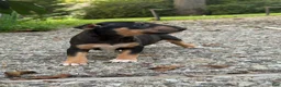 Miniature Bull Terrier dogs for sale: Ariel  - Ad 6