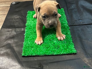 American Bully dogs American Bully Puppy 6 - Ad 35