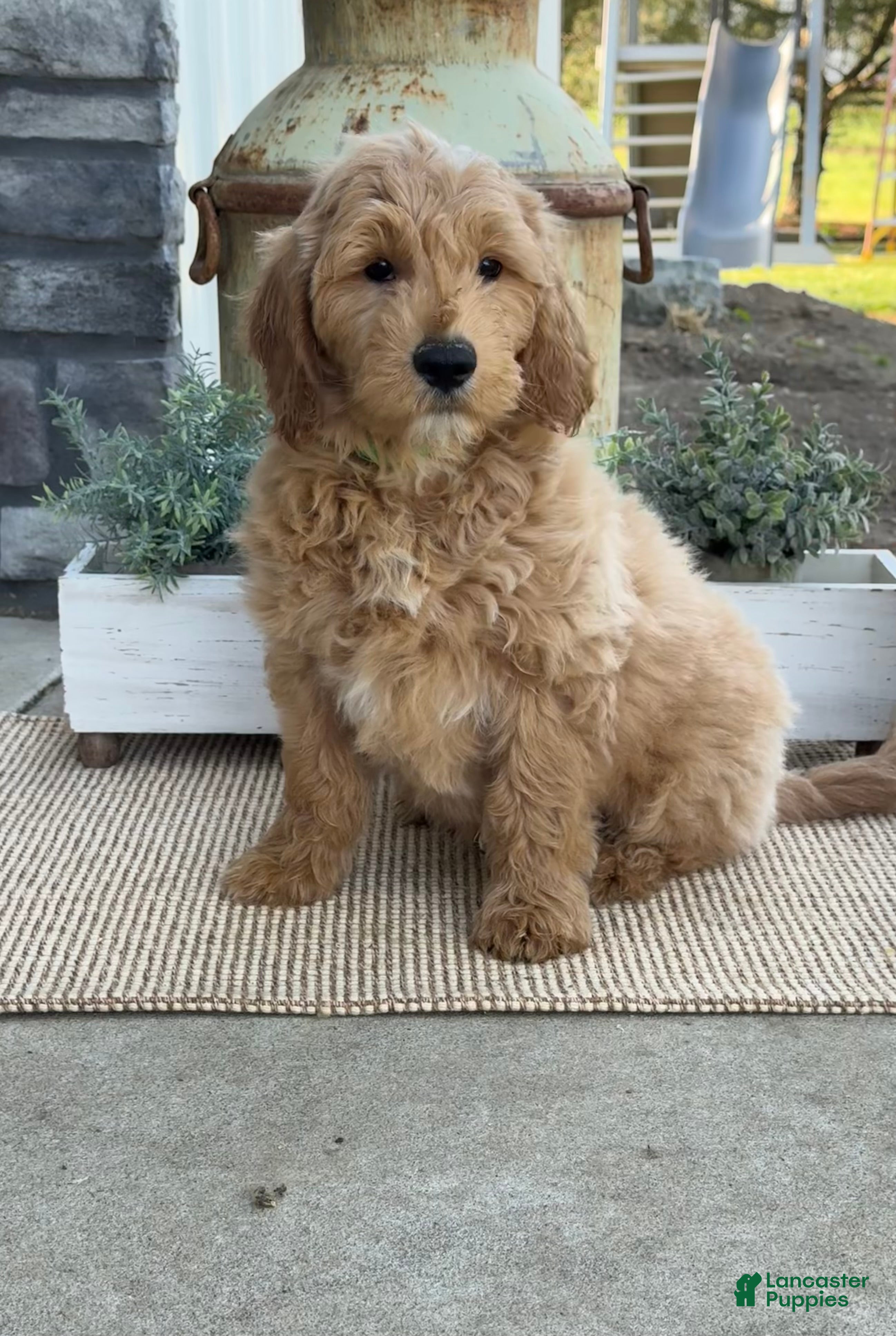Goldendoodle dogs King - Ad 1