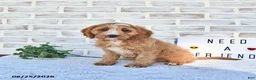 Cavapoo dogs for sale: Cali  - Ad 5