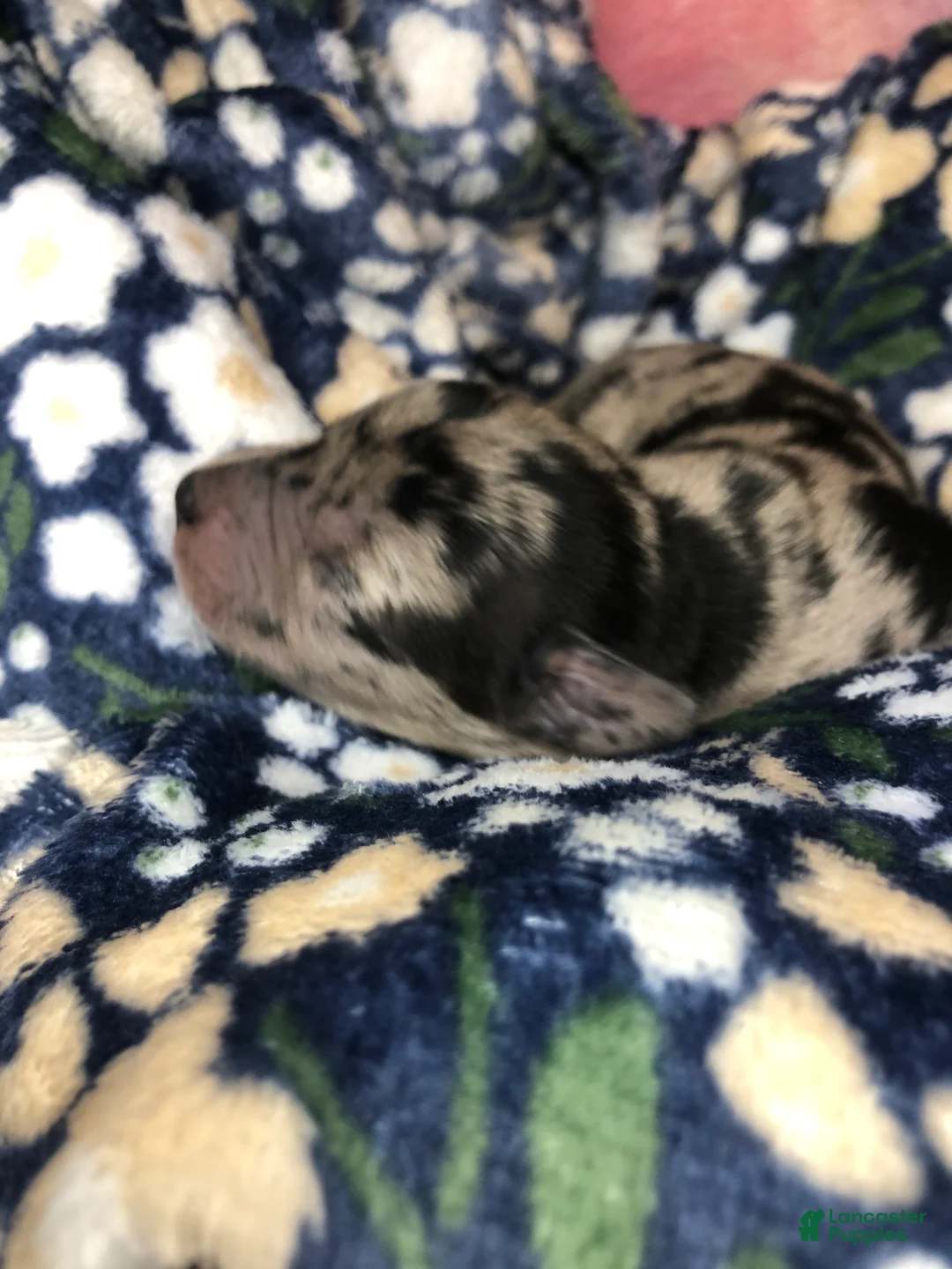 Mixed Breed dogs for sale: Female 1 - Ad 5