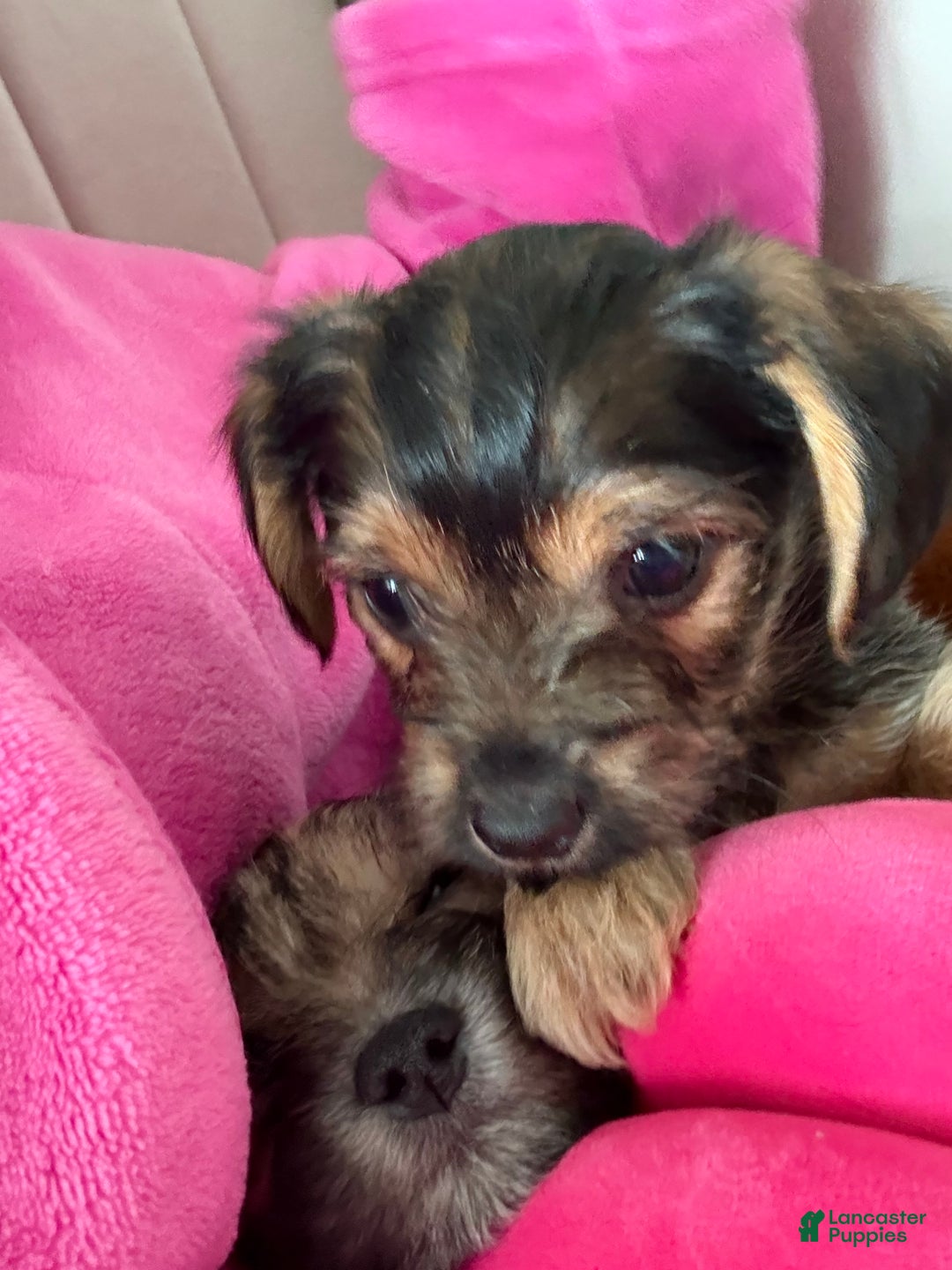 Morkie dogs for sale: Ashton - Ad 1