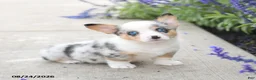Welsh Corgi Pembroke dogs for sale: Lucky - Ad 4
