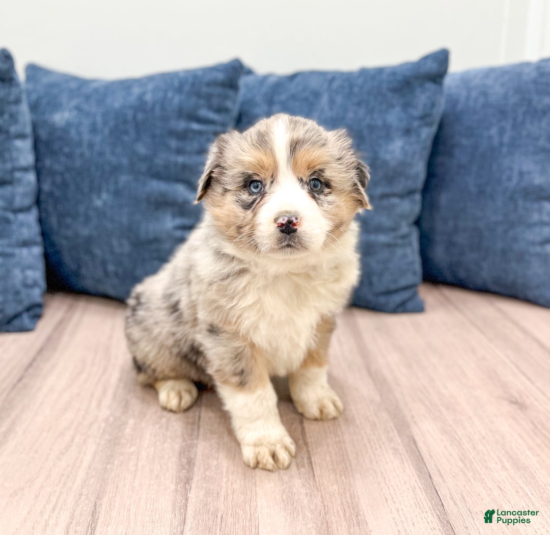 Australian Shepherd dogs for sale: Presley - Ad 3