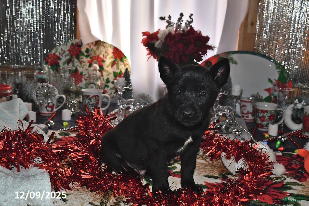 Belgian Malinois dogs for sale: Zeus - Ad 2